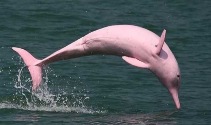 Bisa hidup di Air Tawar? Ini Dia Fakta Lumba-Lumba Amazon!